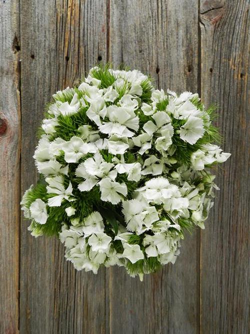 WHITE DIANTHUS BALL